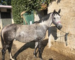 Zuchtstute Leonie (Deutsches Reitpony, 2010, von Zamarec ox)