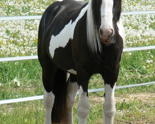 Pferd Nella (Tinker / Irish Cob / Gypsy Vanner,  )