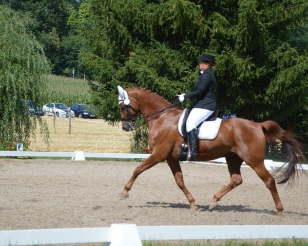 dressage horse Dorato Valmalenco (Hanoverian, 1999, from Donnerhall)
