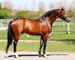 dressage horse Venom (German Sport Horse, 2016, from Quaterhall)