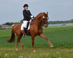 dressage horse Wojcek 2 (Oldenburg, 2000, from Wolkentanz II)