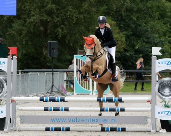 Pferd Kino van Orchid's (Nederlands Rijpaarden en Pony, 2012, von Kanshebber)