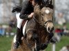 stallion Gwennic de Goariva (Connemara Pony, 1994, from Neruda Darling)