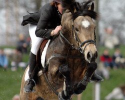 stallion Gwennic de Goariva (Connemara Pony, 1994, from Neruda Darling)