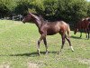 broodmare Croela CH (Swiss Warmblood, 2018, from Croesus)