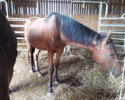 Springpferd Orpheno (Schweizer Warmblut, 2016, von Orphee de Nantuel Hn)