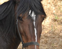 horse Pentrellechid Victoria (Welsh-Cob (Sek. D), 2007, from Fronarth Victor)