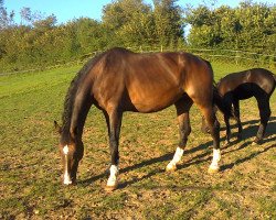 Zuchtstute Lucrèce CH (Schweizer Warmblut, 2004, von Landjuweel St Hubert)