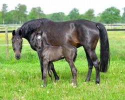 broodmare Samira (Hanoverian, 2008, from Sandro Hit)