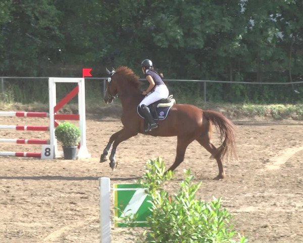 Reitturnier Wiesloch 2017