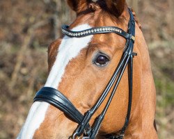 dressage horse Copperfield 36 (Hanoverian, 2003, from Charon)