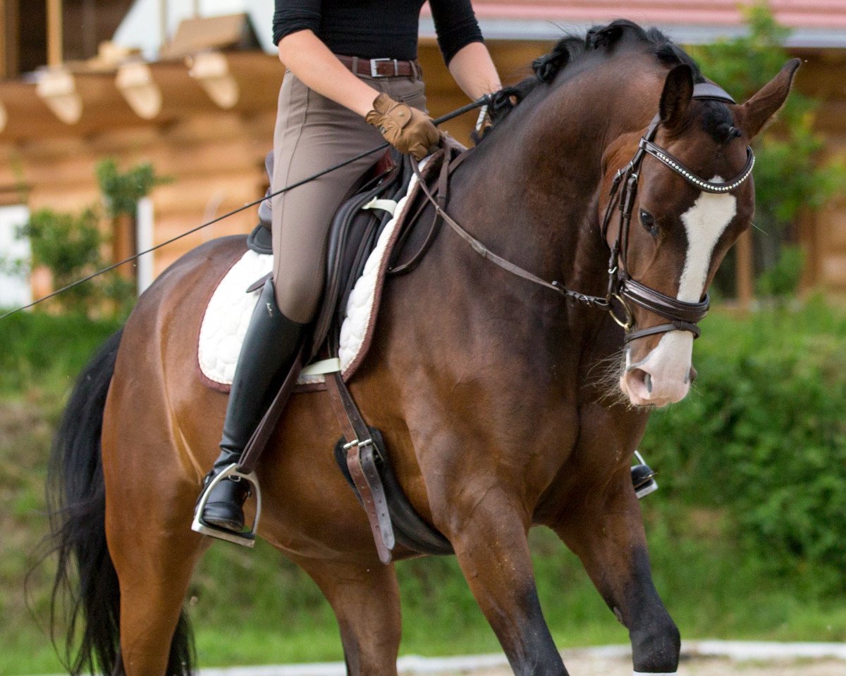 Dressurpferd Diabolo 566 (Bayer, 2011, von Don Diamond)