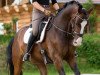 dressage horse Diabolo 566 (Bavarian, 2011, from Don Diamond)