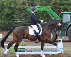 dressage horse Stefan 20 (Hanoverian, 2008, from Stedinger)