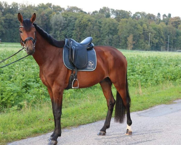 stallion Galoppade's Dunanui MS (Oldenburg, 2015, from Don Frederico)