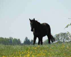 broodmare Edelstein (Hanoverian, 2013, from Edward 28)