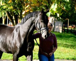 dressage horse Ernesto 81 (Hanoverian, 2008, from Earl)