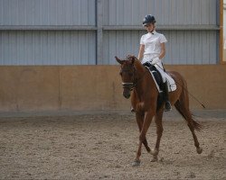 dressage horse Fantaghirò 3 (Rhinelander, 2012, from First Selection)