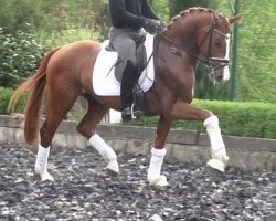 stallion Viotti 3 (Hanoverian, 2016, from Vivaldi)