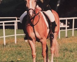 horse Sarah 187 (unknown, 1994, from Nachtflug (12,5% ox))