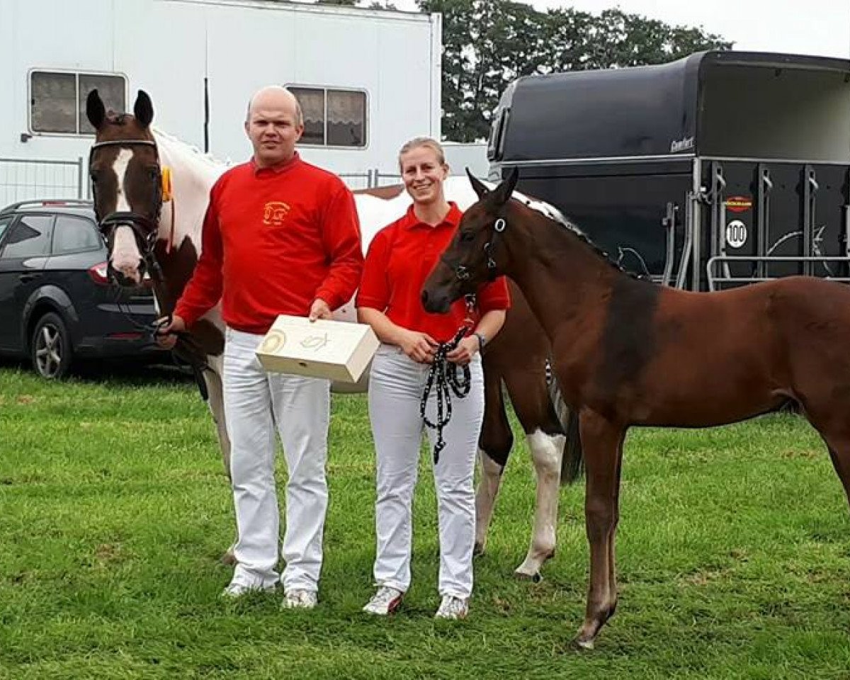 Pferd Abby (Pinto mit Reitpferdepedigree, 2017, von Semper)