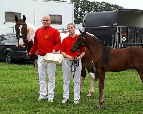 horse Abby (Pinto with riding horses pedigree, 2017, from Semper)