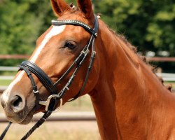 jumper Amarie (Deutsches Reitpferd, 2015, from Balou du Rouet)