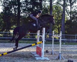 jumper His Passion (Hanoverian, 2003, from Heraldik xx)