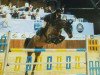 horse Wolily Gold (KWPN (Royal Dutch Sporthorse), 2003, from Lupicor)