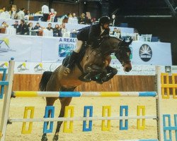 horse Wolily Gold (KWPN (Royal Dutch Sporthorse), 2003, from Lupicor)