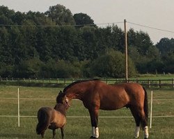 dressage horse Jaqueton Xxx (unknown, 2007)