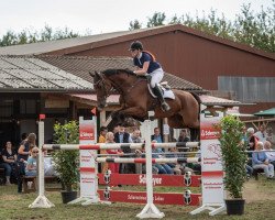 jumper Casablanca-H (Hanoverian, 2010, from Conteur)