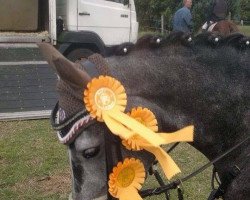 Springpferd Let's Dance 91 (Nederlands Rijpaarden en Pony, 2009, von First Stayerhof's Ramzi H)