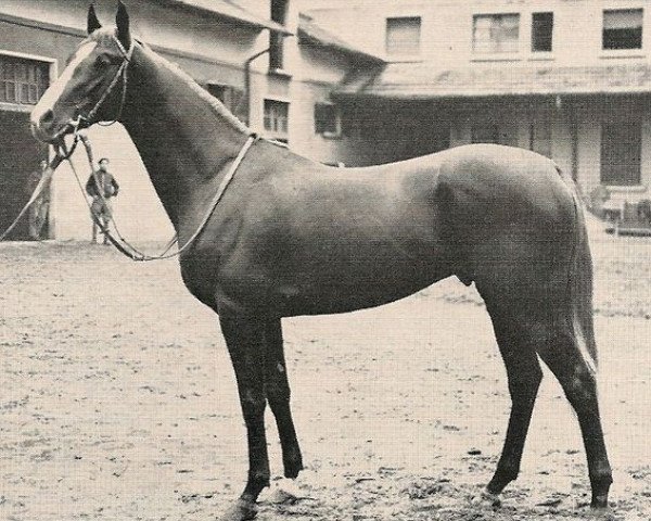 stallion Rio Marin xx (Thoroughbred, 1956, from Traghetto xx)