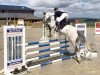 jumper Chapter d'Amour S (Oldenburg show jumper, 2015, from Chap II)