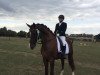 dressage horse Casper Z 5 (Zangersheide riding horse, 2009, from Casmir Z)