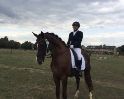 dressage horse Casper Z 5 (Zangersheide riding horse, 2009, from Casmir Z)