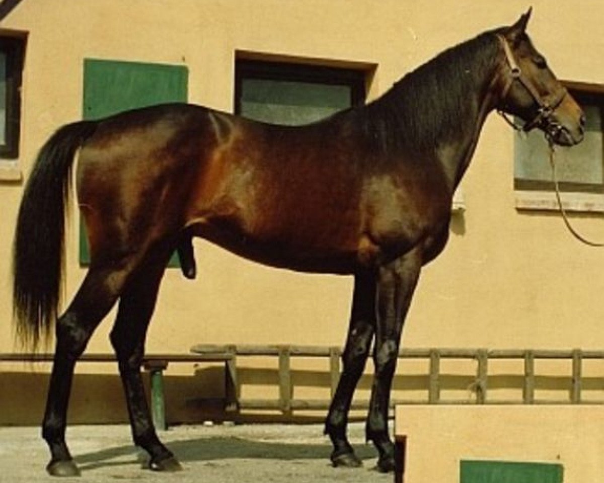 stallion Tryffoc xx (Thoroughbred, 1981, from Rheffic xx)