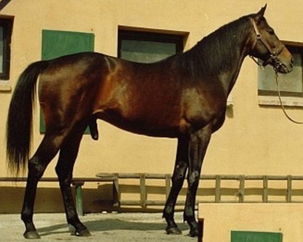stallion Tryffoc xx (Thoroughbred, 1981, from Rheffic xx)