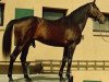 stallion Tryffoc xx (Thoroughbred, 1981, from Rheffic xx)