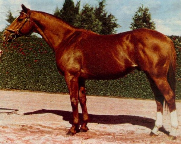 stallion Traffic xx (Thoroughbred, 1961, from Traffic Judge xx)