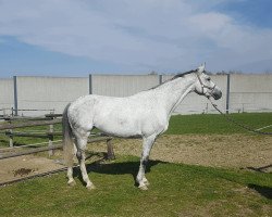 broodmare Amazing Starlight (Zweibrücken, 2010, from Acordelli)