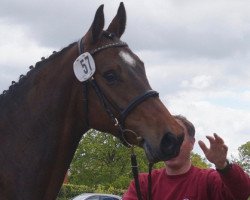 broodmare Clara (Holsteiner, 2010, from Quintero)