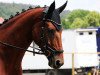 dressage horse Daiquiro 2 (Hanoverian, 2012, from Don Darius)