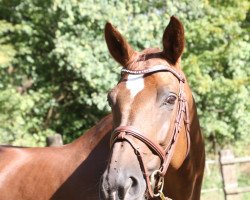 broodmare Great Mc Kinny (Trakehner, 2004, from Kostolany)