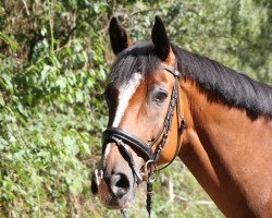 horse Rondo Gipetto (Hanoverian, 2001, from Rotspon)