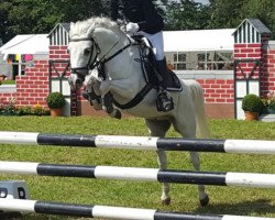 dressage horse Frankenbach Pommery (Welsh-Pony (Section B), 2005, from Equus Blueberry)