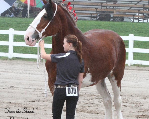 broodmare 2S Maxton's Miss Fana (Clydesdale, 2006, from Maple Stone Stuart Maxton)