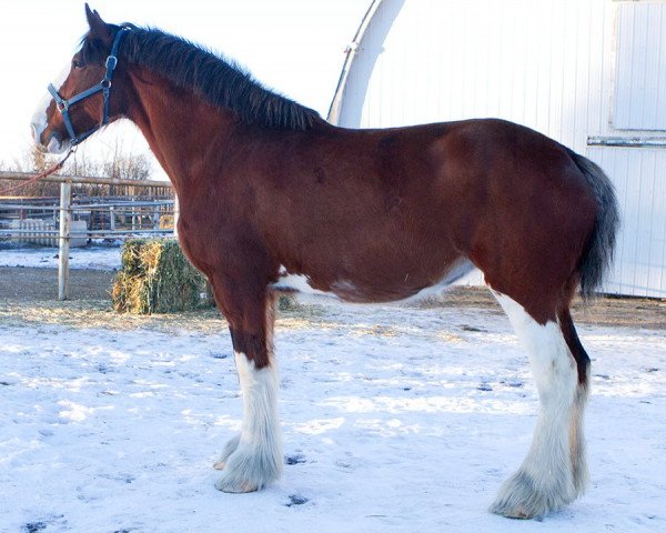 Zuchtstute 2S Maxton's Foxy Lady (Clydesdale, 2006, von Maple Stone Stuart Maxton)