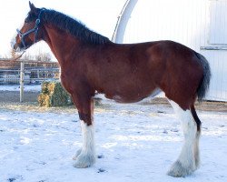 Zuchtstute 2S Maxton's Foxy Lady (Clydesdale, 2006, von Maple Stone Stuart Maxton)